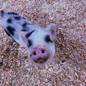 Meet your Posher, Emilee